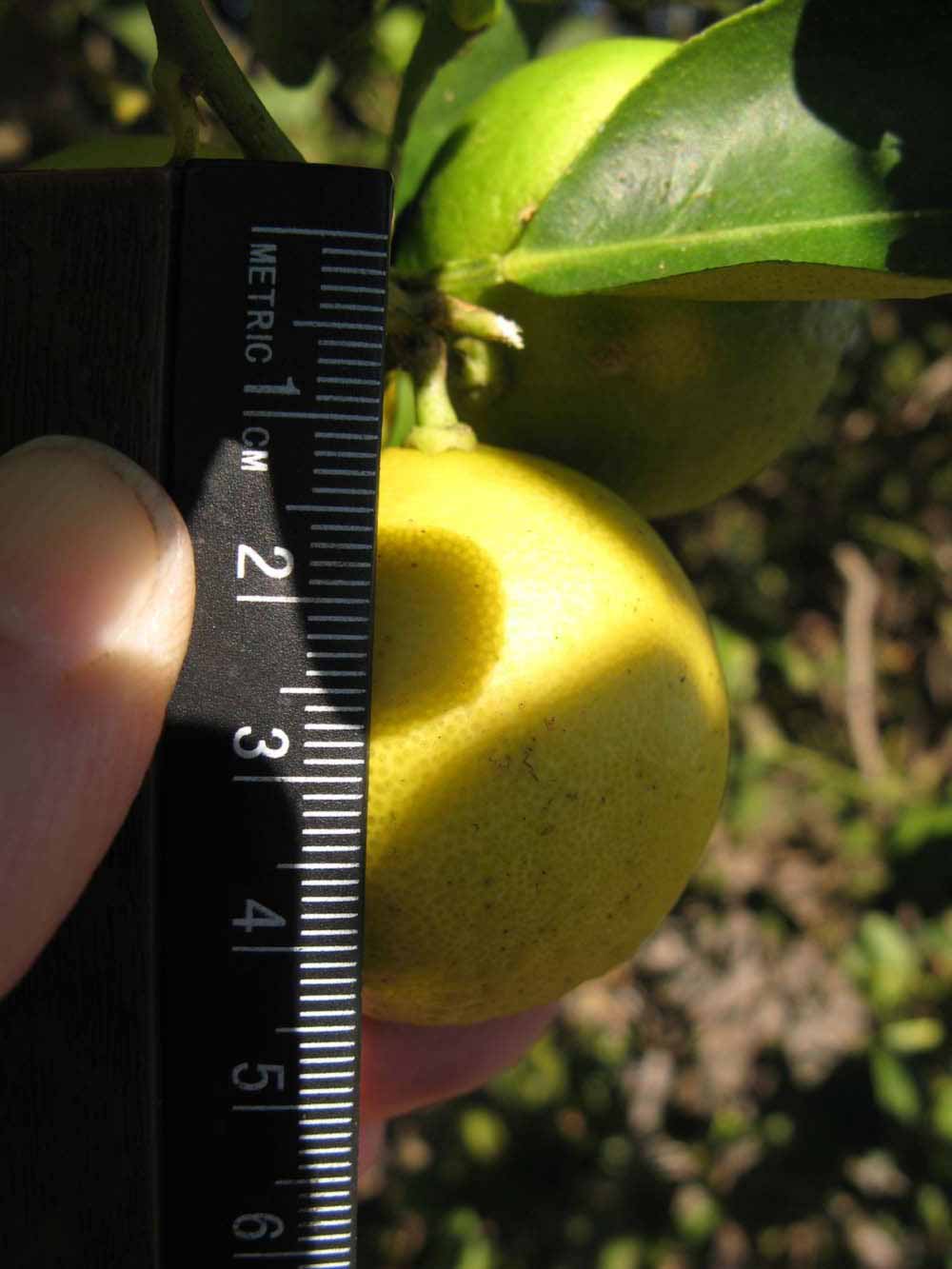            Fruit (Key, Winter Haven, FL)   